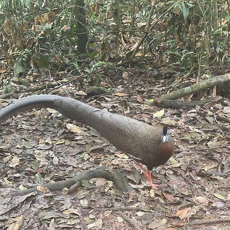 Hotel Umiyuki Jungle Tour Only Treking With As Bukit Lawang Esterno foto
