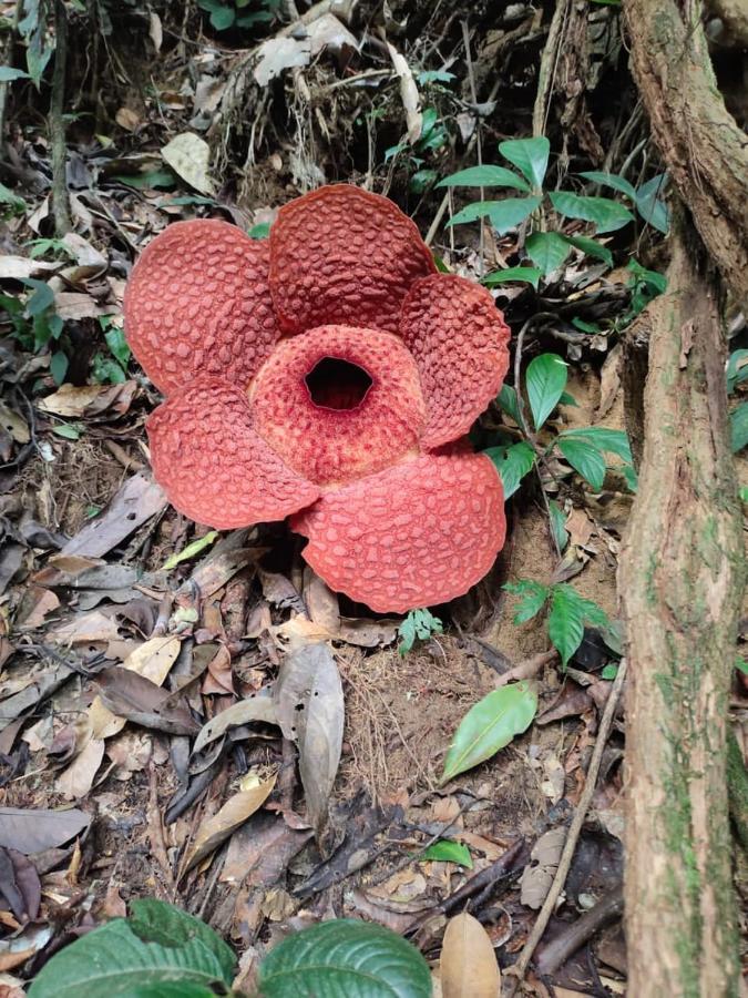 Hotel Umiyuki Jungle Tour Only Treking With As Bukit Lawang Esterno foto