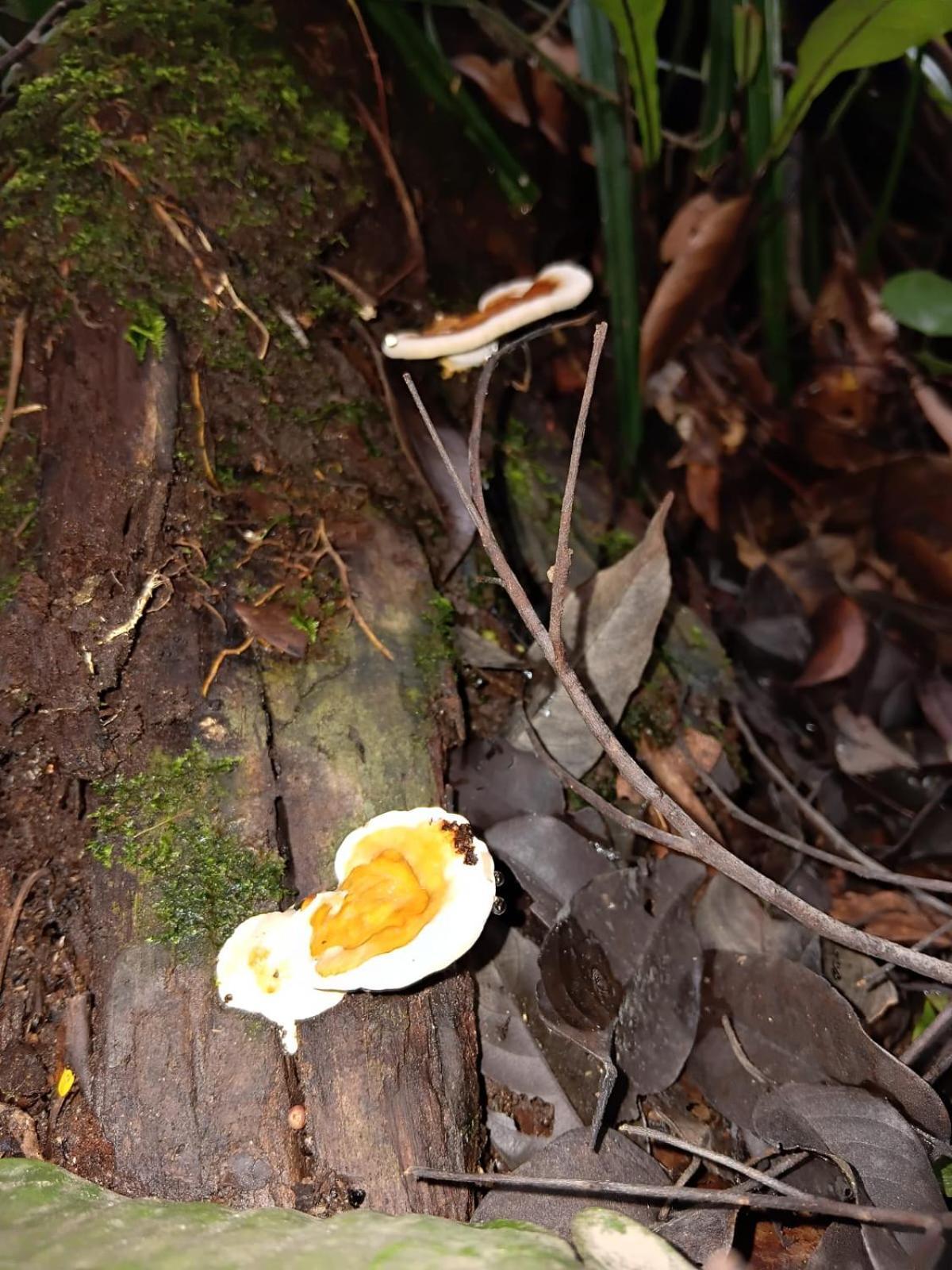 Hotel Umiyuki Jungle Tour Only Treking With As Bukit Lawang Esterno foto