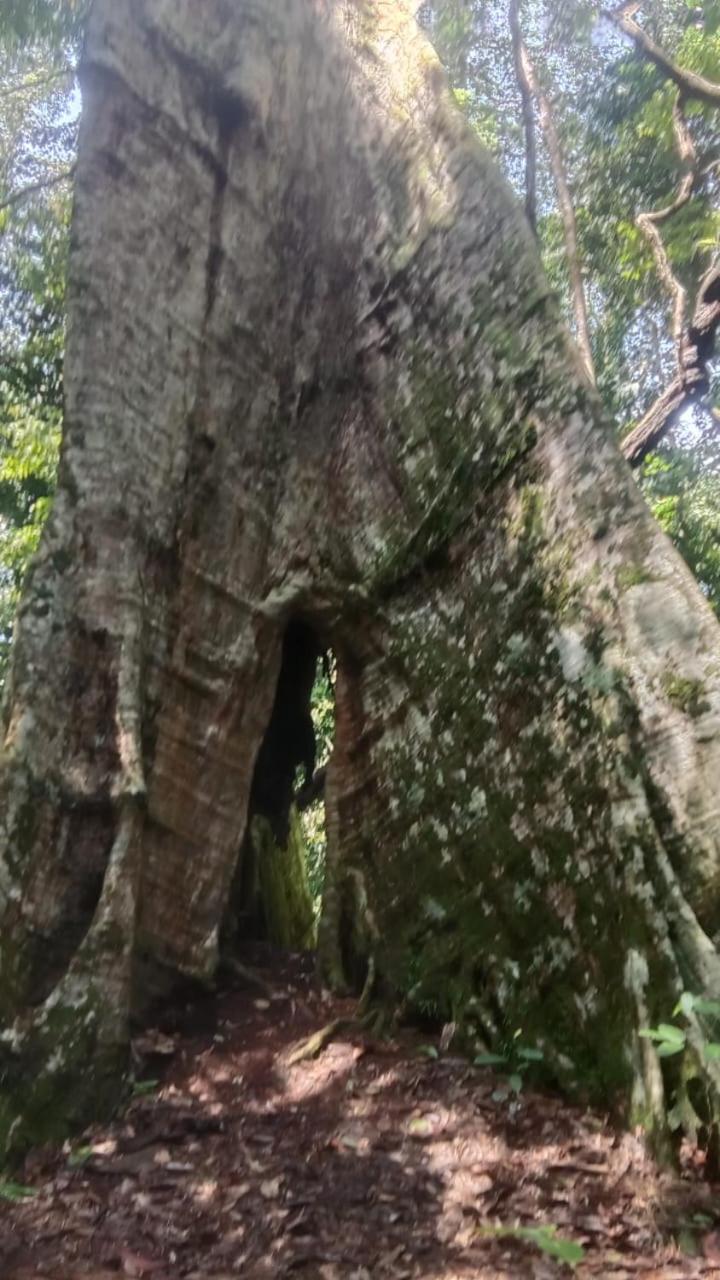 Hotel Umiyuki Jungle Tour Only Treking With As Bukit Lawang Esterno foto