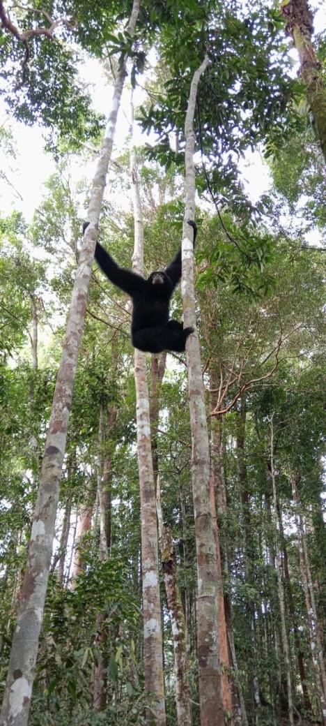 Hotel Umiyuki Jungle Tour Only Treking With As Bukit Lawang Esterno foto