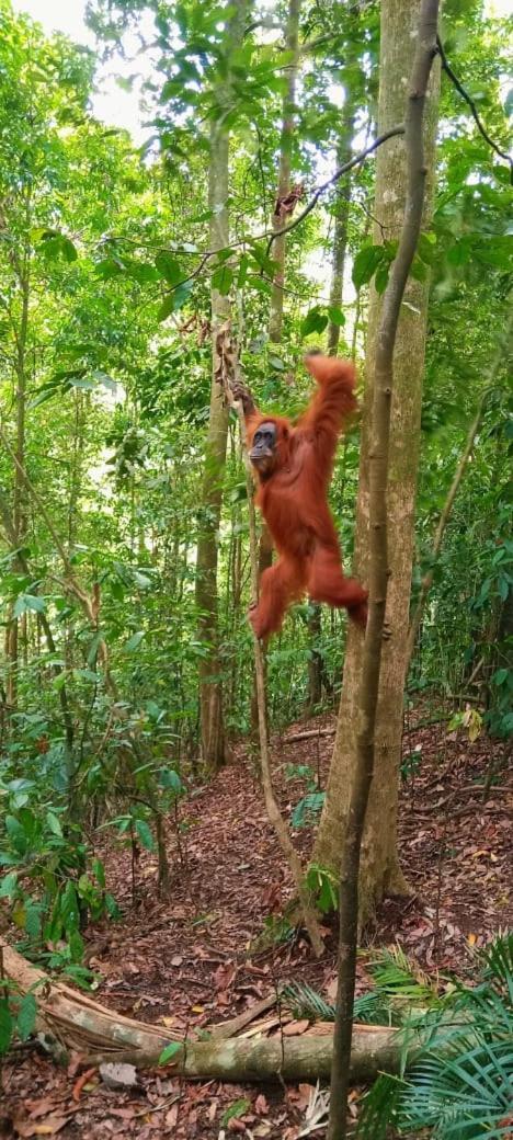Hotel Umiyuki Jungle Tour Only Treking With As Bukit Lawang Esterno foto